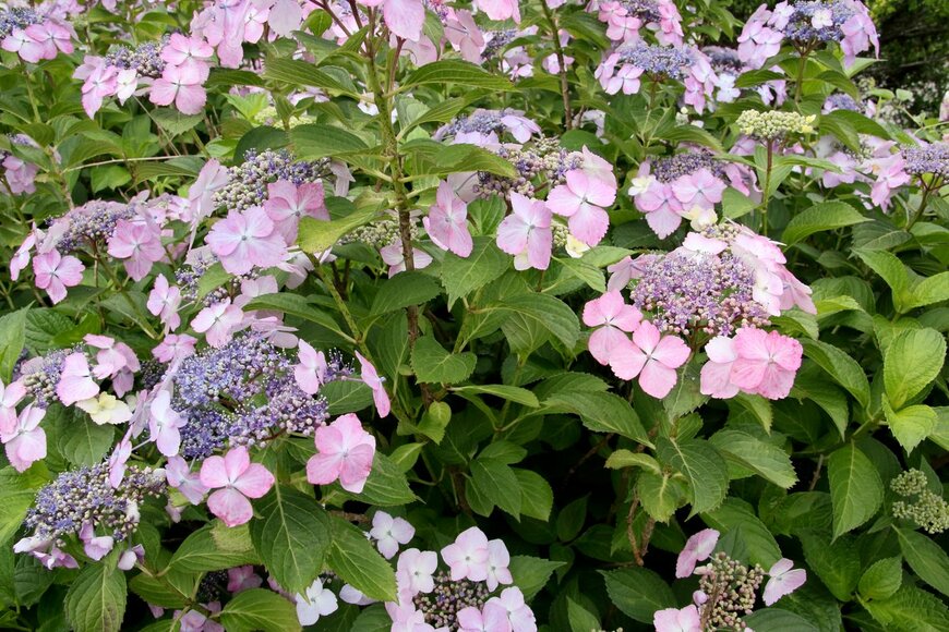 maeterlinck/Shutterstock.com