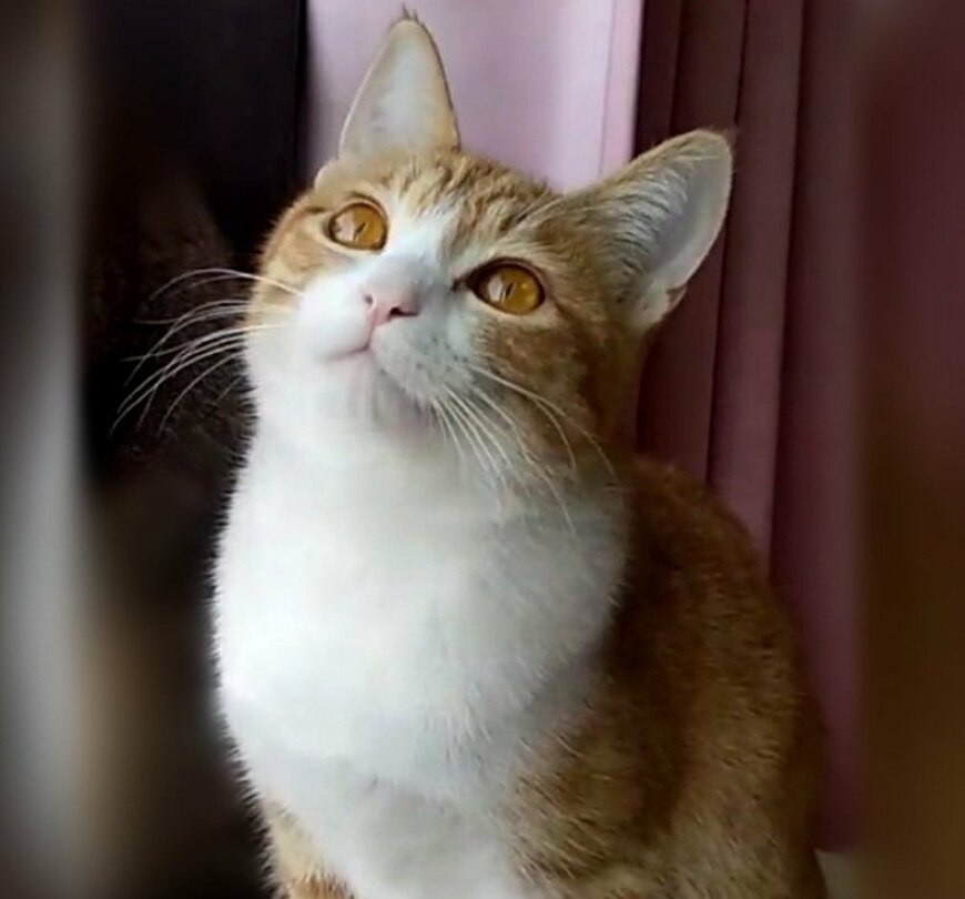 出所：@mero627puri914