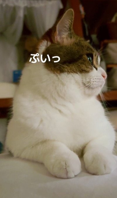 出所:@nikoandkotatorowasabi