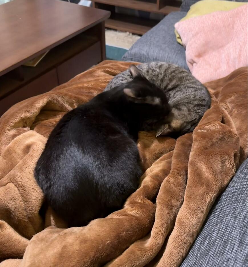 出所：@00shitemita