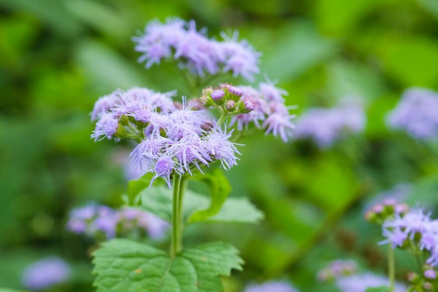 Tamotsu Ito/shutterstock.com