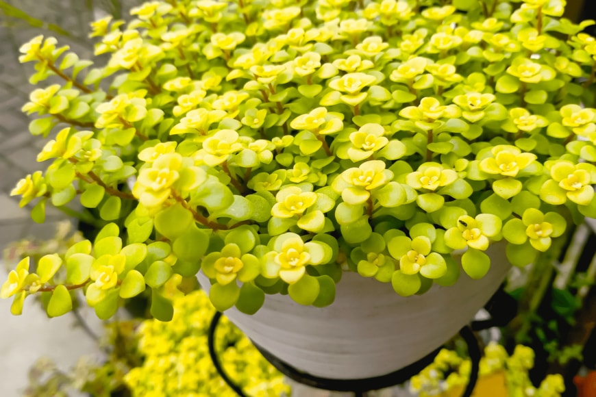 Wienz Abud/shutterstock.com