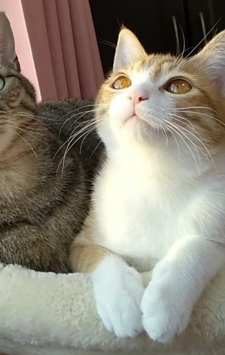 出所：@mero627puri914