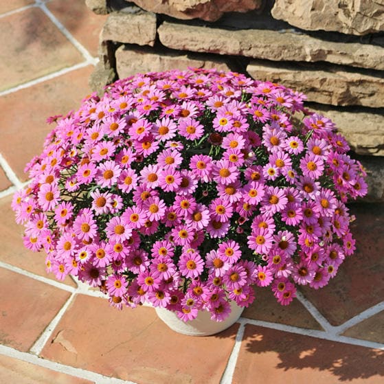 出所：サントリーフラワーズ　ボンザマーガレット