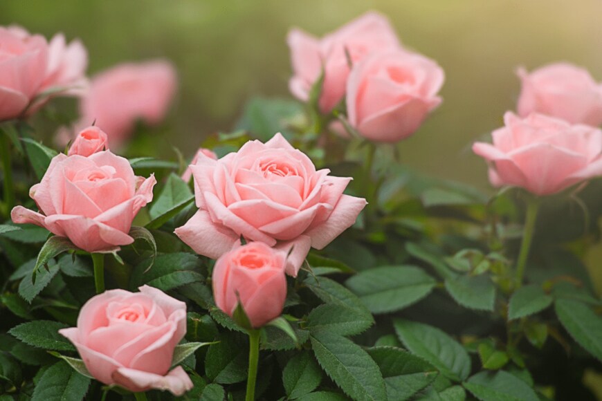 Marina Izvekova/istockphoto.com