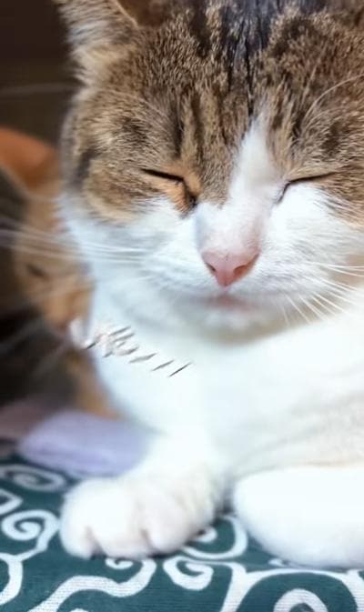 出所：＠nikoandkotatorowasabi