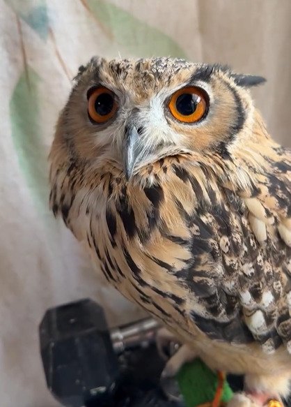 出所：@ba_chantolatte