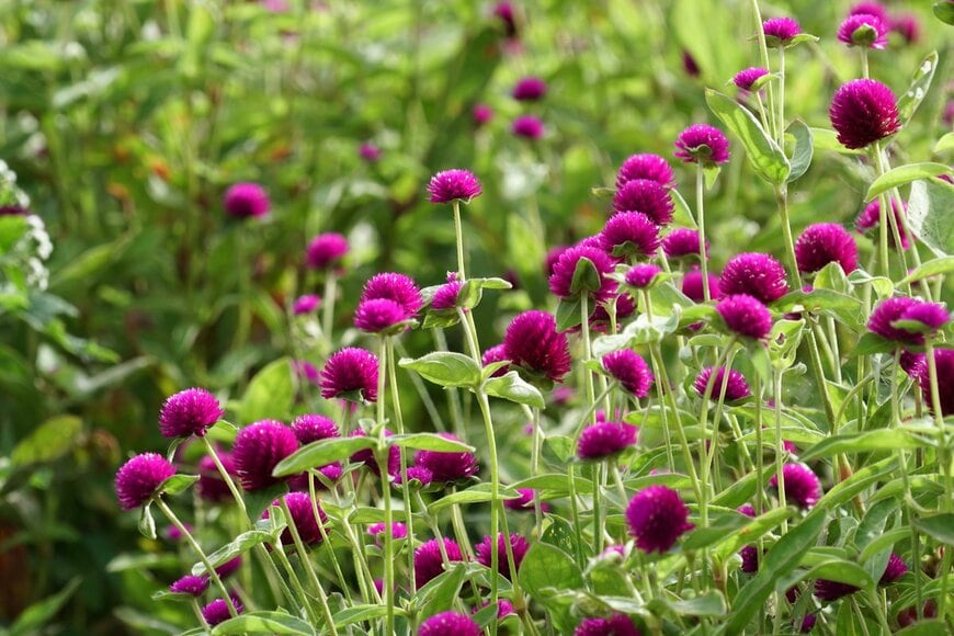 Doikanoy/Shutterstock.com