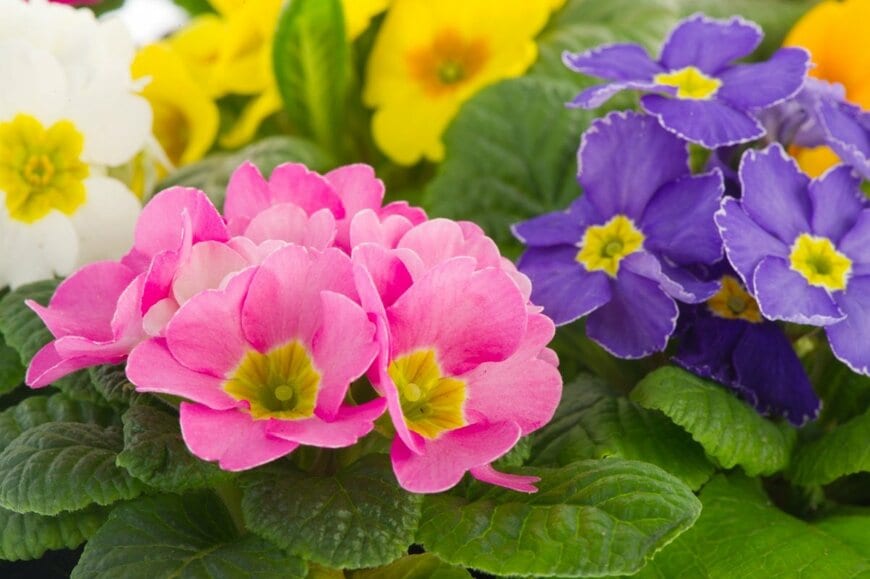 寒さに強い＆色鮮やかな《小さめの花》5選で冬の玄関先が華やぐ！小さなスペースに植えるコツも