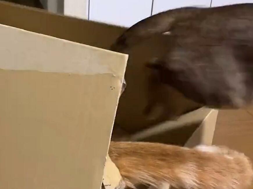 出所：@Beercat_Ana_Dar