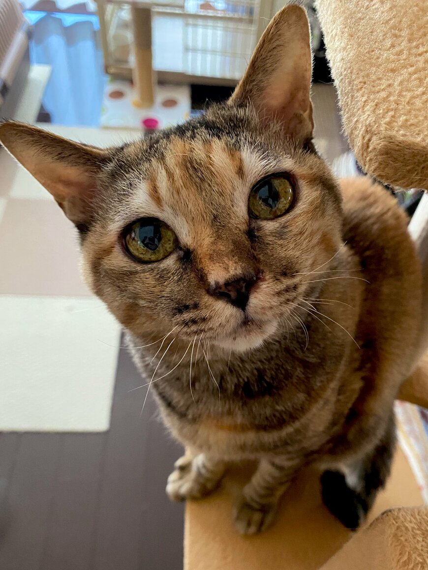 出所：@Adonis_Beginner