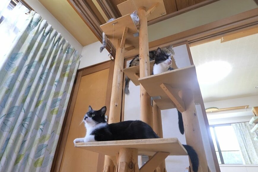 出所：@PastelCatWorld