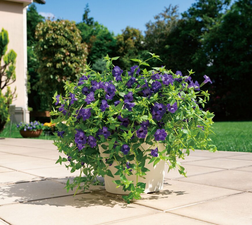 出所：PROVEN WINNERS（R）公式　スーパートレニア カタリーナ アメジスト