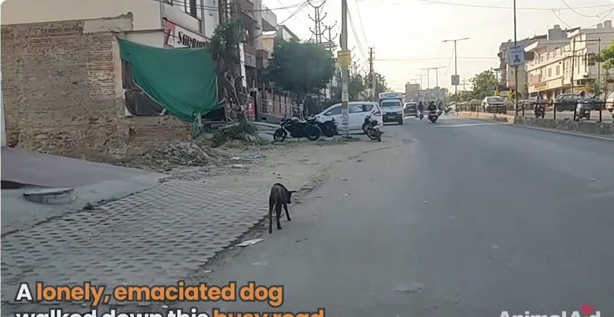 「疥癬と衰弱の奥にも美しさがあった」骨と皮の状態で見つかった犬　癒やしの回復に反響
