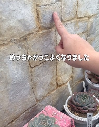 出所：＠taniku_succulents_life