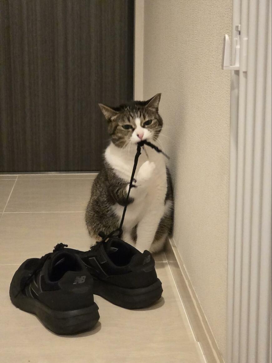 出所：@tsukuneneko