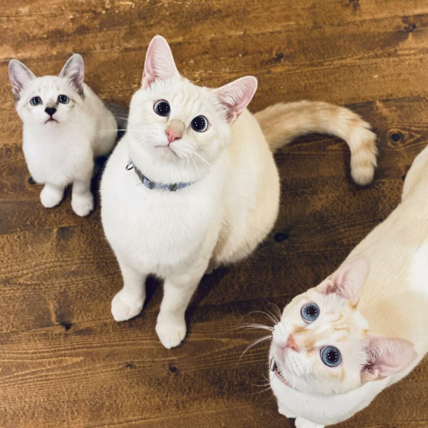 出所：@piennekomint