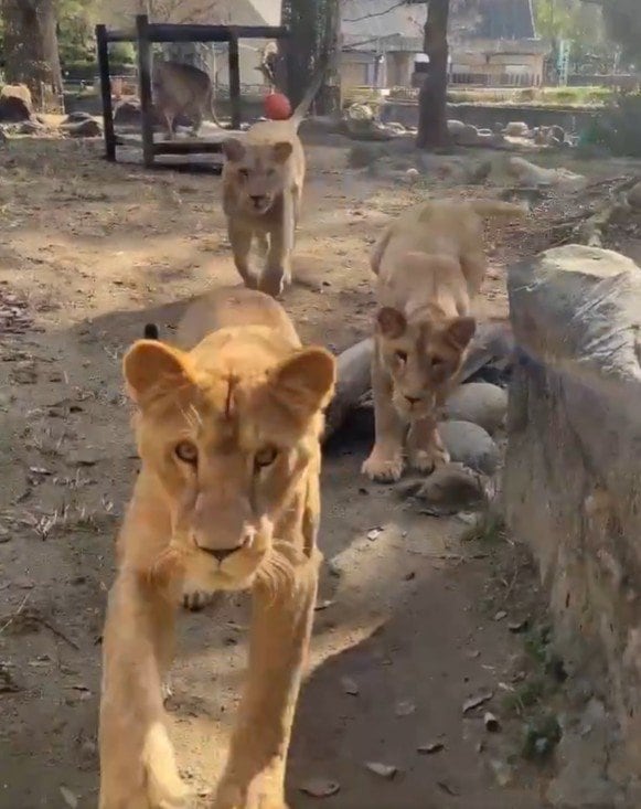 出所：@tobezooofficial