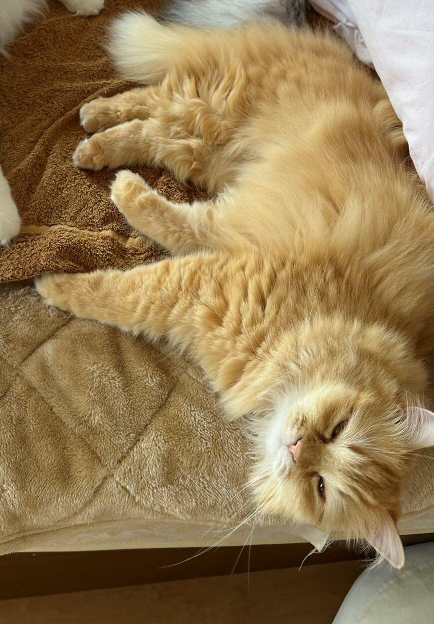 出所：@NEKOLAND13