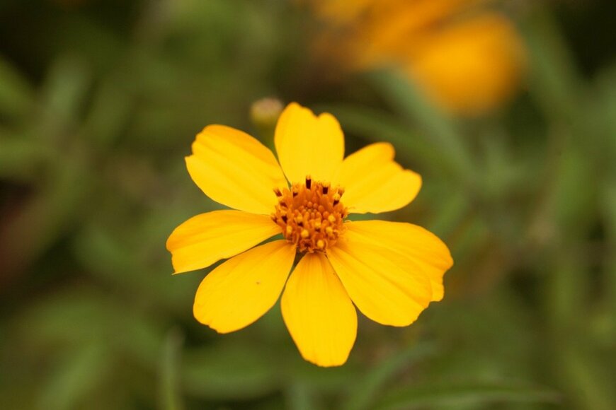 weisschr/istockphoto.com