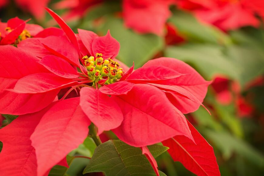 Heidi Brand/shutterstock.com