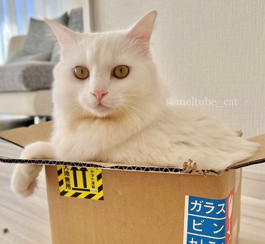 出所：@meltube_cat