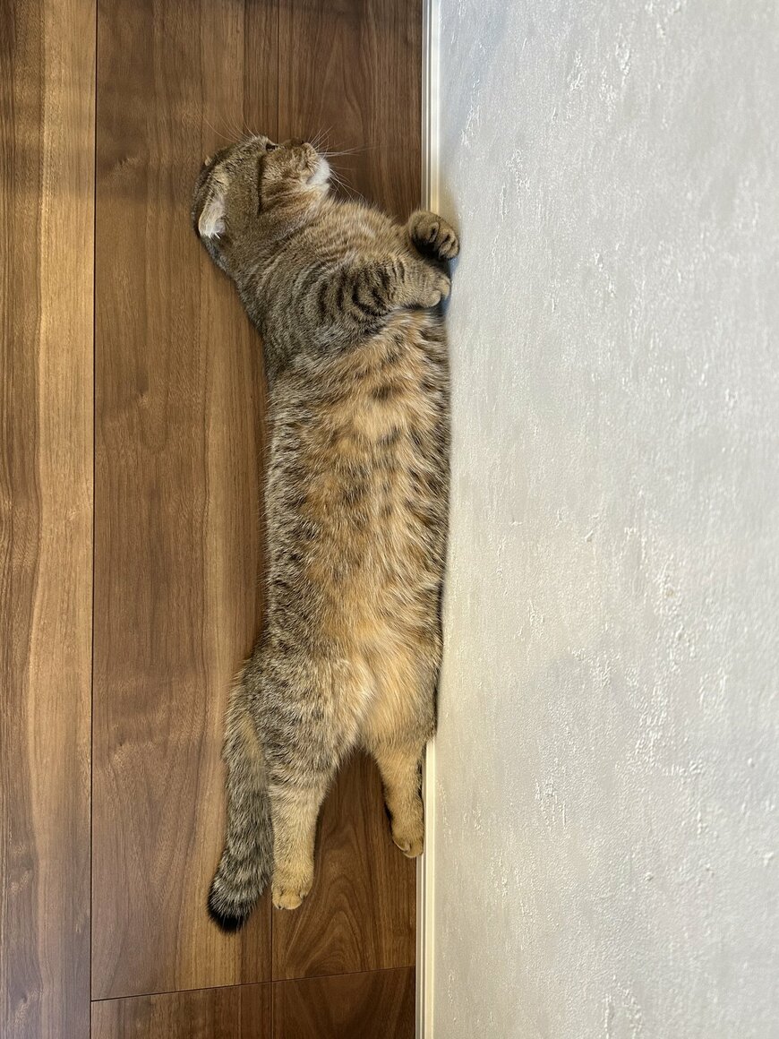 出所：@ponpokopontanu