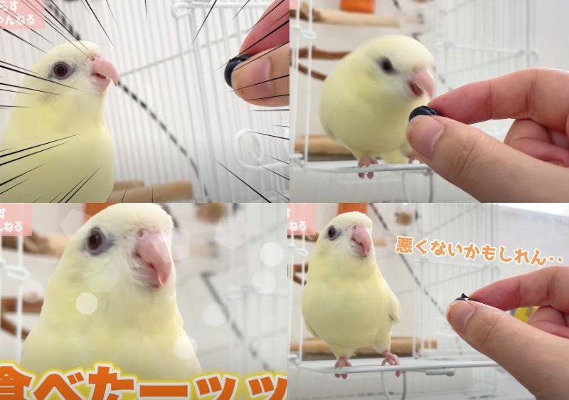 出所：@anz_omomiri