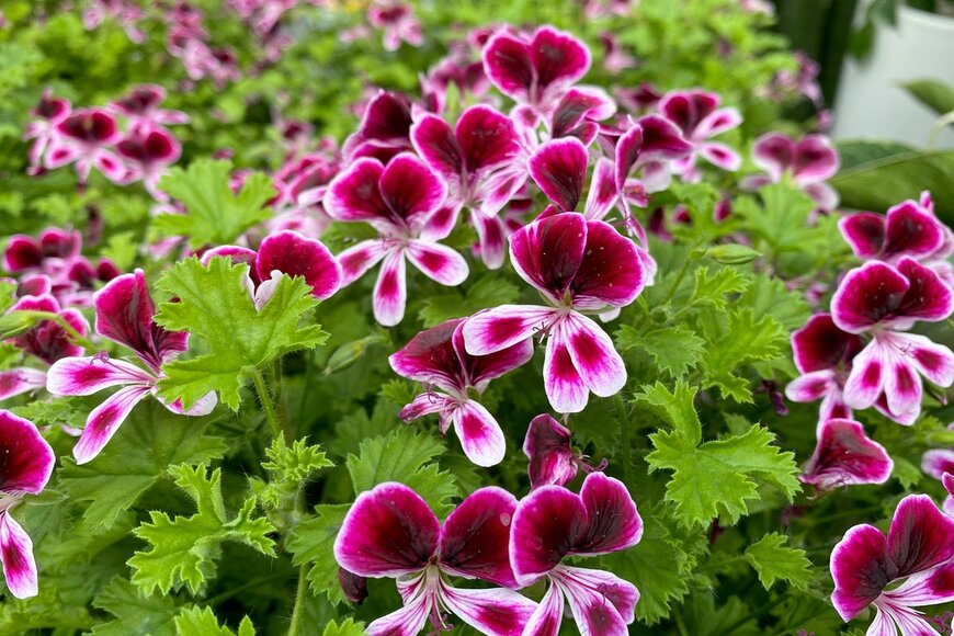 Cornflakes/shutterstock.com