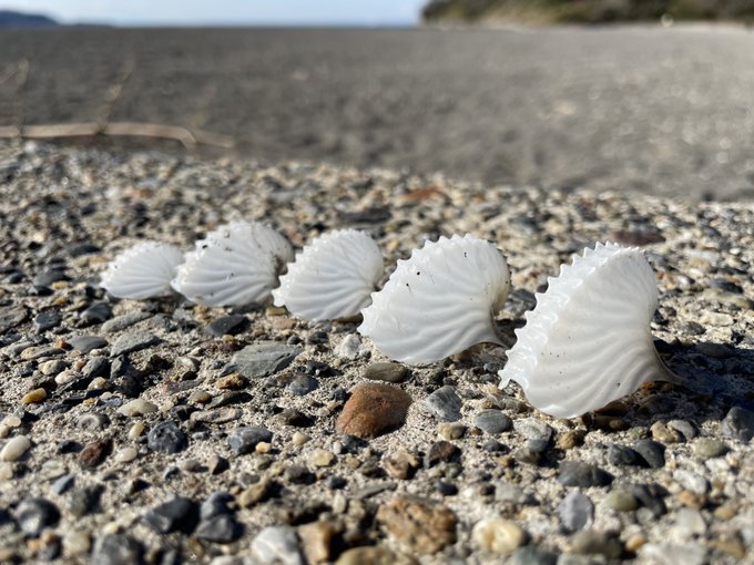 提供：@MLavcaさん