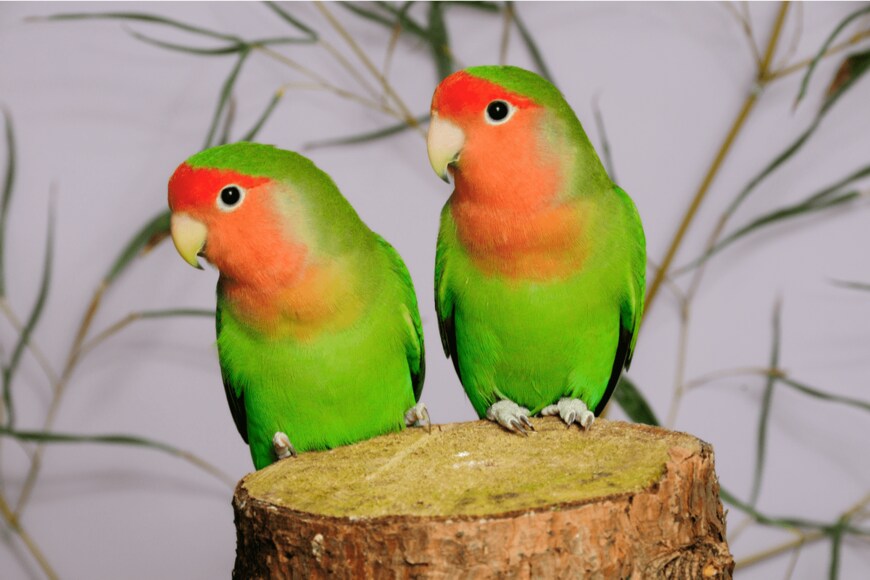 Eckhard Lietzow/shutterstock.com