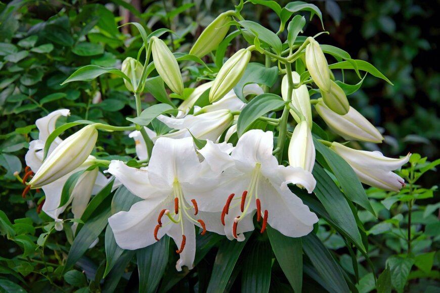 PAUL ATKINSON/shutterstock.com