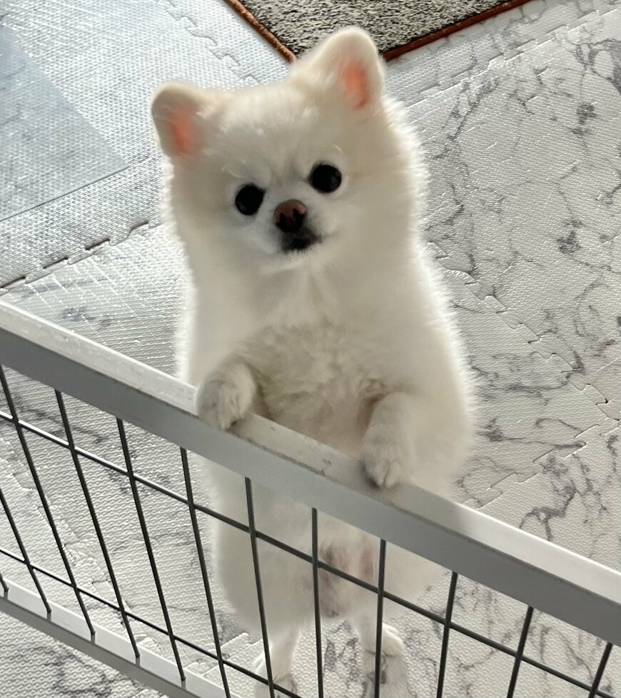 出所：@boku_ponchan