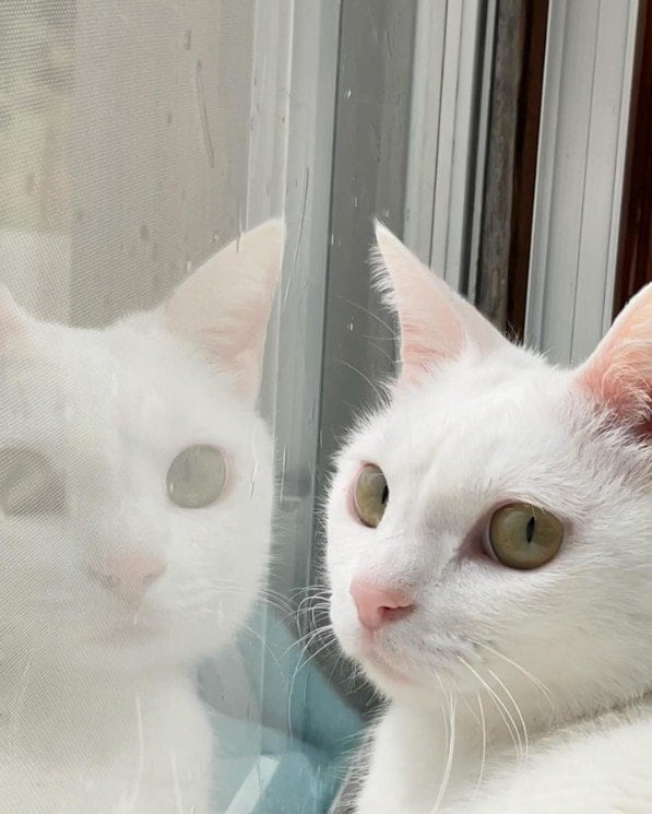 「ヒト入ってますか〜？」猫ちゃんの走り方に爆笑！両手で「運んでる」姿が話題