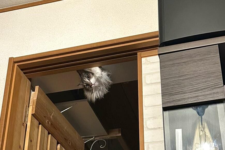 出所：@NEKOLAND13