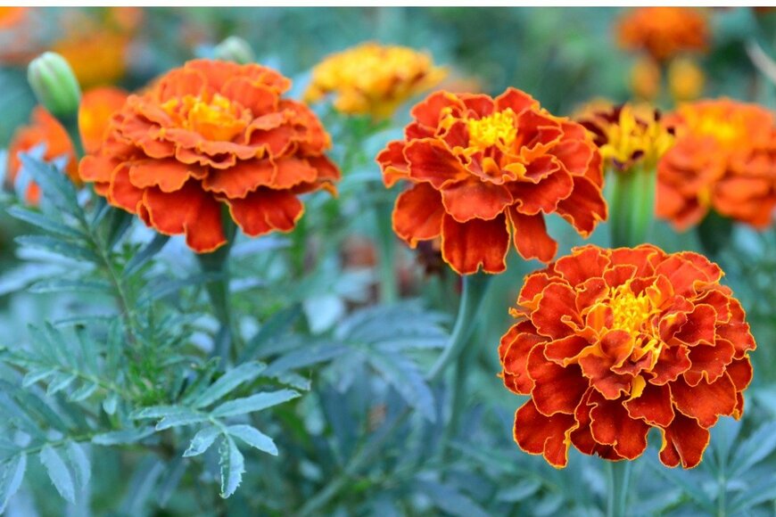 svf74/istockphoto.com