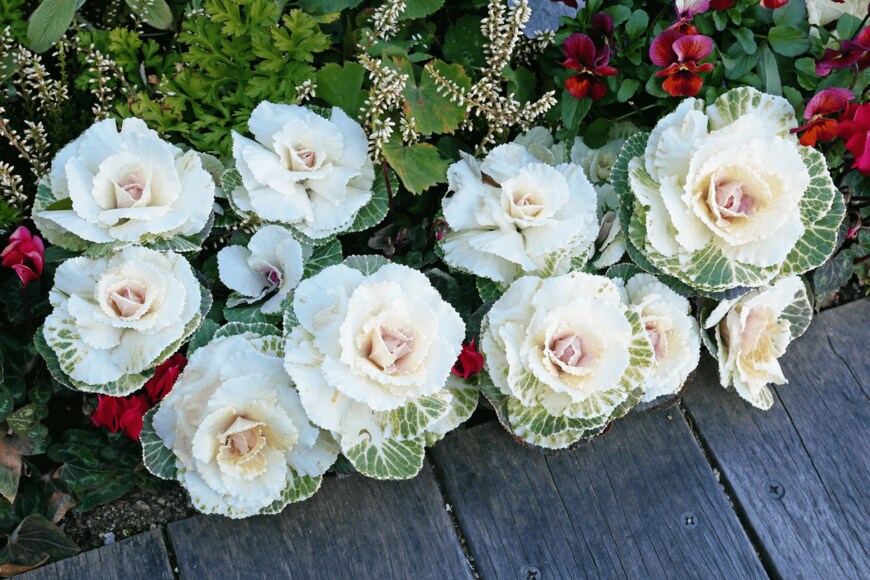 yy_Apartment/shutterstock.com