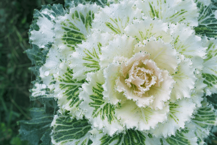 【ガーデニング】冬の庭は「ホワイトメイン」が美しい。寄せ植えにおすすめの植物9選【ガーデニングアーカイブ2022/11】