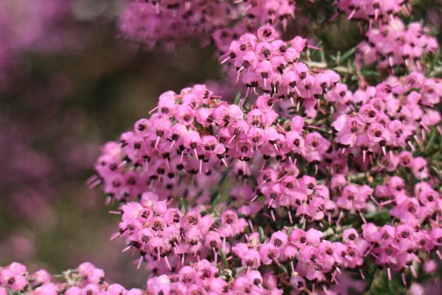 ピンクの花を咲かせている、ジャノメエリカ