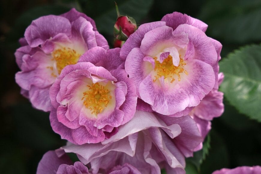 紫色の花を咲かせている、ブルーフォーユー