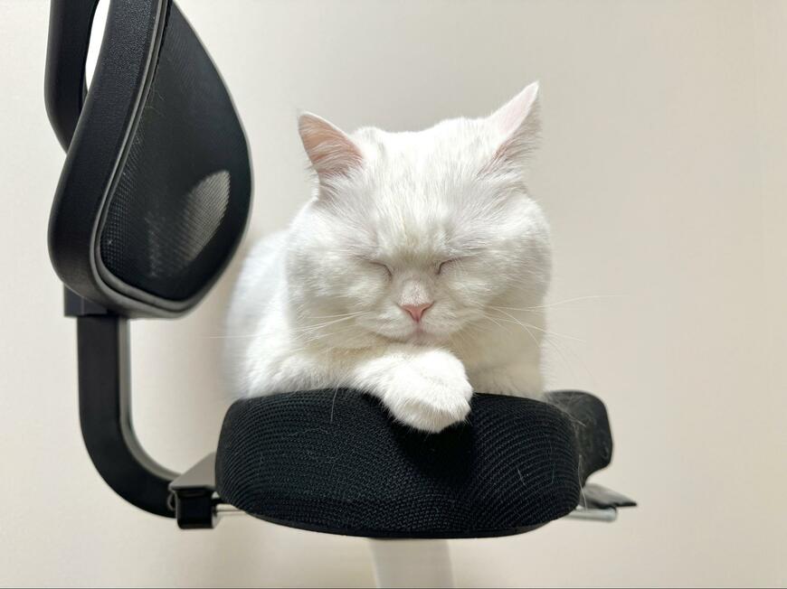 エアロバイクと猫