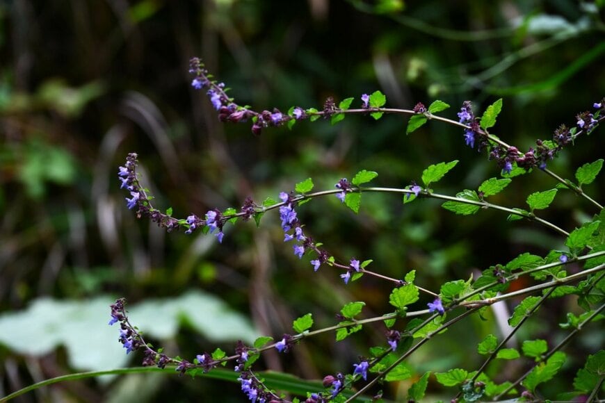 紫色の花を咲かせている、アキチョウジ