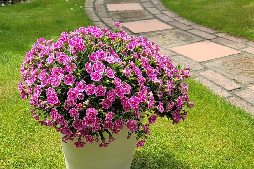 筆者の芝生の庭の写真