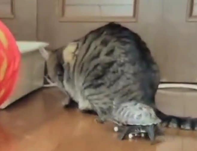 おやつを追う猫の小雪ちゃんを猛スピードで追う亀の軍曹くん