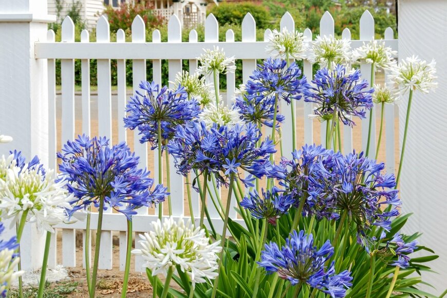 アガパンサスの花が咲いている。色は白と紫。背景にはフェンス。