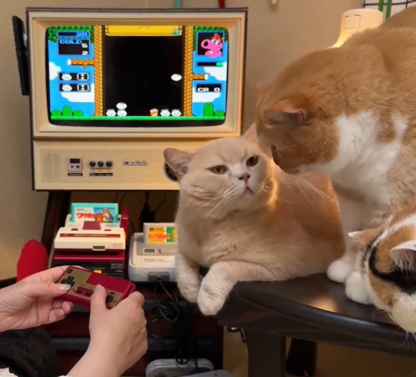 ゲームに熱中する母と、構ってほしい猫