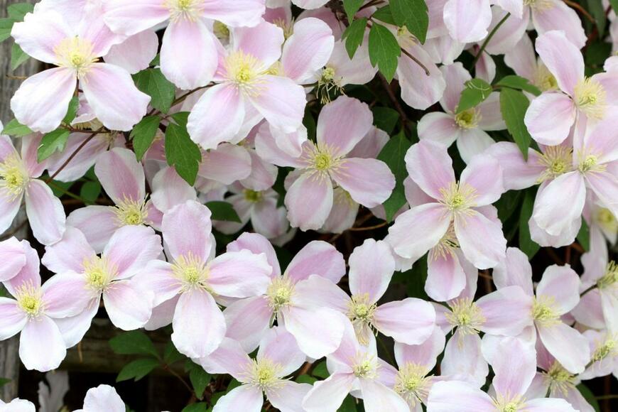 薄いピンク色のクレマチスの花が咲いている。