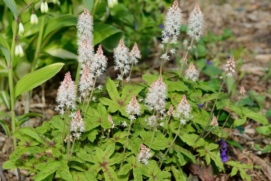ティアレラが群生している。長い茎に白い小花がついている。先端は薄いオレンジ色。
