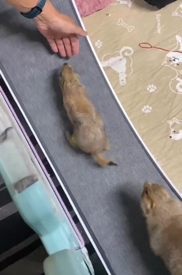 2匹のプレーリードッグ