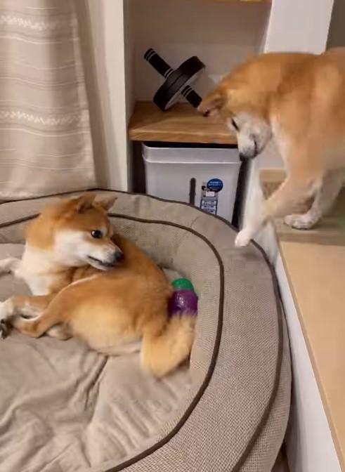 おもちゃに手を伸ばす犬